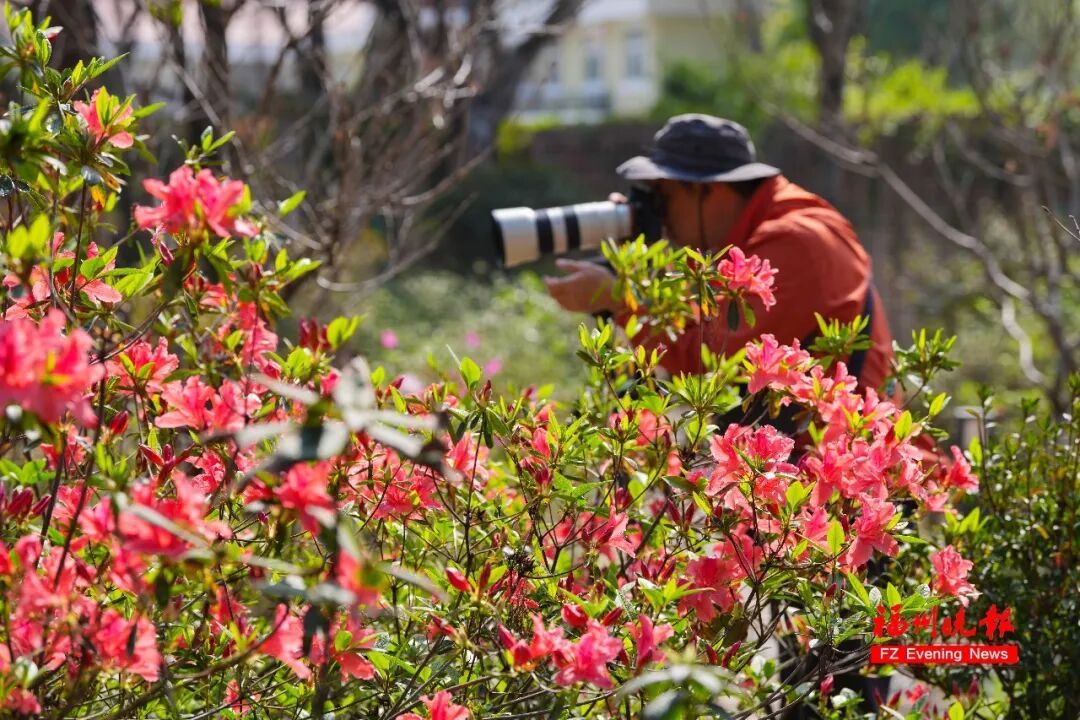 太美了!3万多株杜鹃!福州网红公园,要刷屏! 太美了!3万多株杜鹃!福州网红公园,要刷屏!