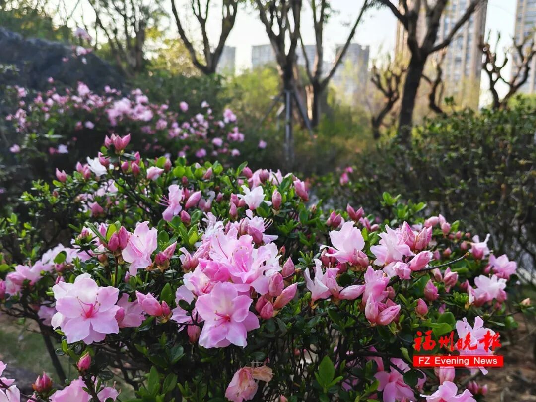 太美了!3万多株杜鹃!福州网红公园,要刷屏! 太美了!3万多株杜鹃!福州网红公园,要刷屏!
