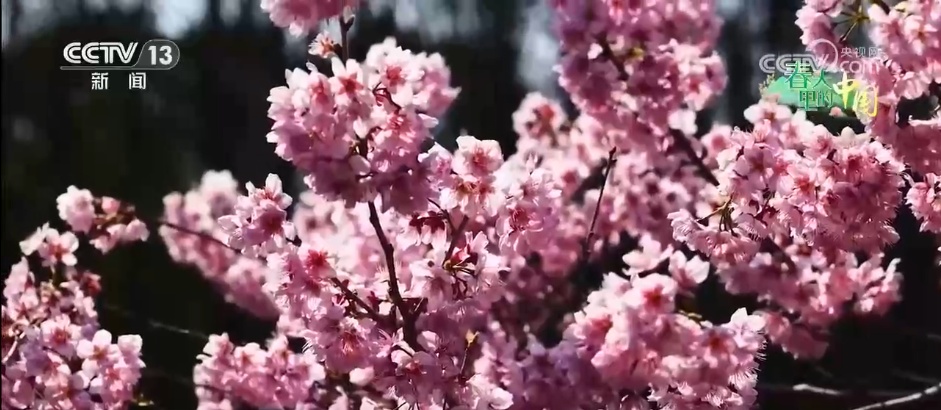 邂逅各地春日盛景 在姹紫嫣红中与这个春天撞个满怀 邂逅各地春日盛景 在姹紫嫣红中与这个春天撞个满怀