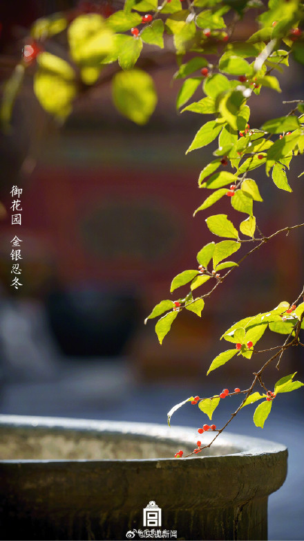 有一种美好叫故宫的花开了 有一种美好叫故宫的花开了