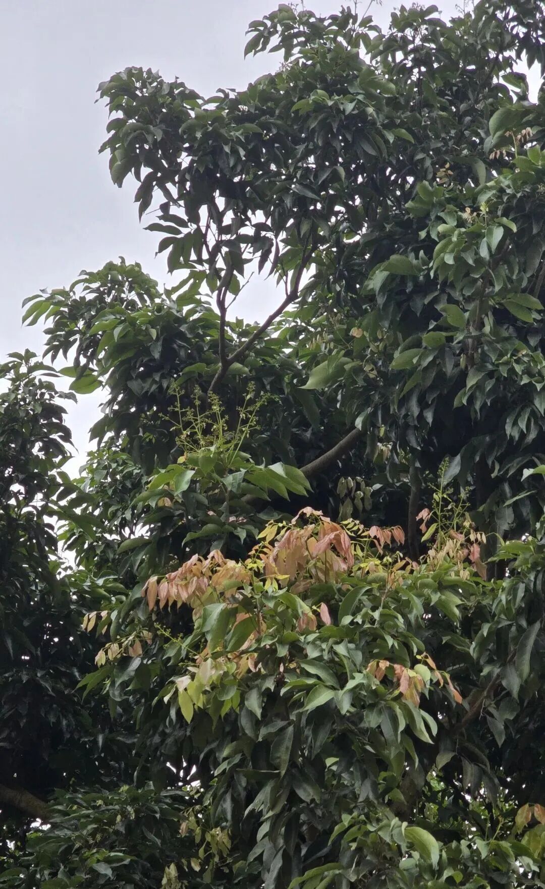 “今年荔枝或大减产”!桂味、糯米糍可能面临绝收…… “今年荔枝或大减产”!桂味、糯米糍可能面临绝收……