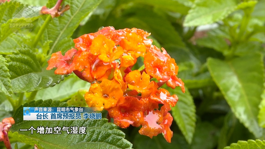 冷到破防!昆明最低仅8℃!冷雨突袭,是倒春寒吗?回暖要等…… 冷到破防!昆明最低仅8℃!冷雨突袭,是倒春寒吗?回暖要等……