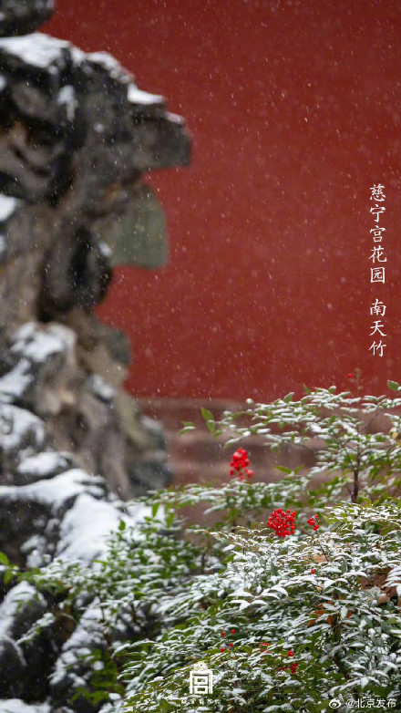 收藏了解！故宫里的小众花木也值得一看