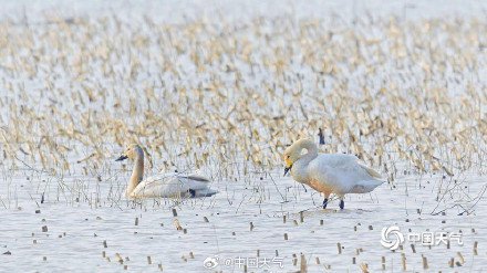 北归候鸟抵达北京官厅水库 北归候鸟抵达北京官厅水库