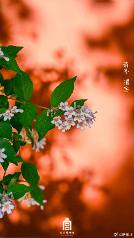 故宫春日氛围感大片上新了 故宫春日氛围感大片上新了