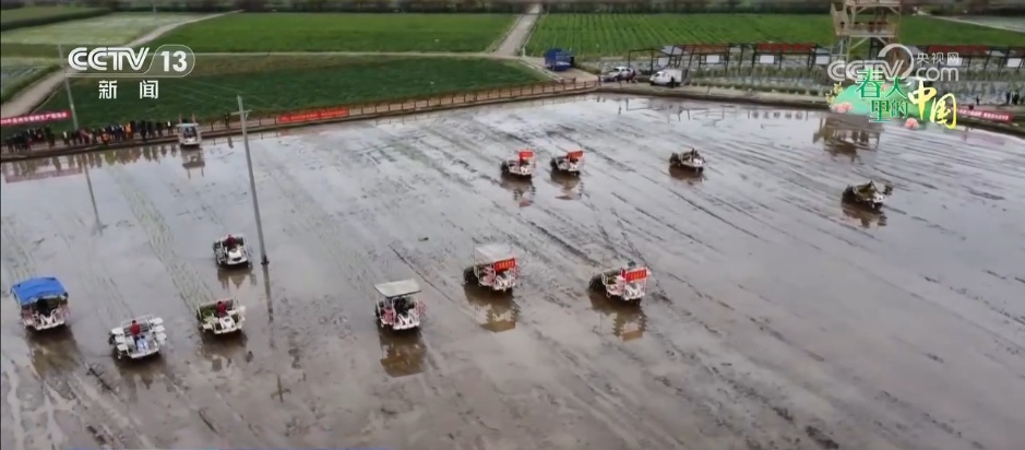 稻油轮作让“冬闲田”变“增收田” 金色花海扮靓乡村振兴“致富路” 稻油轮作让“冬闲田”变“增收田” 金色花海扮靓乡村振兴“致富路”