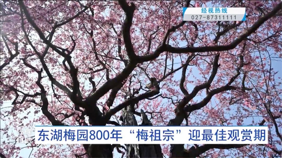 武汉东湖梅园800年“梅祖宗”,迎最佳观赏期! 武汉东湖梅园800年“梅祖宗”,迎最佳观赏期!