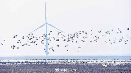 北归候鸟抵达北京官厅水库 北归候鸟抵达北京官厅水库
