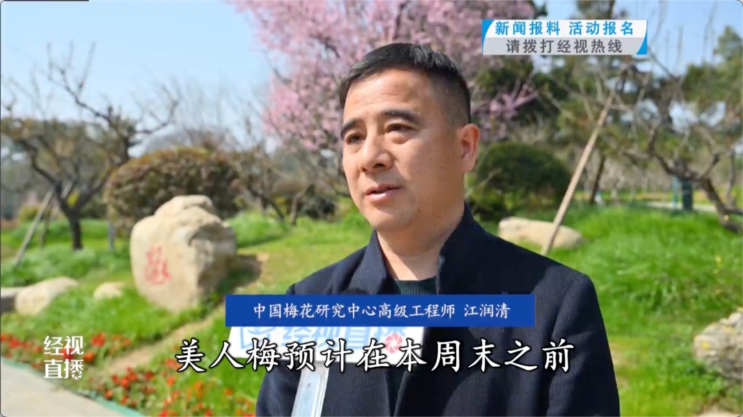 武汉东湖梅园800年“梅祖宗”,迎最佳观赏期! 武汉东湖梅园800年“梅祖宗”,迎最佳观赏期!