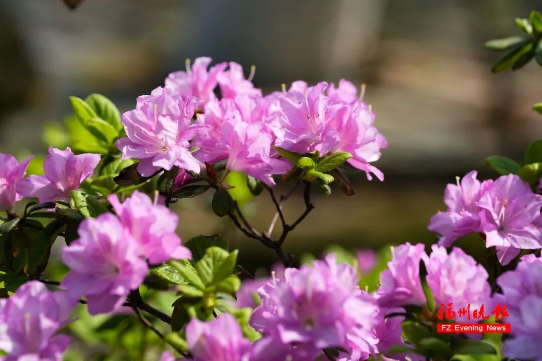 太美了!3万多株杜鹃!福州网红公园,要刷屏! 太美了!3万多株杜鹃!福州网红公园,要刷屏!