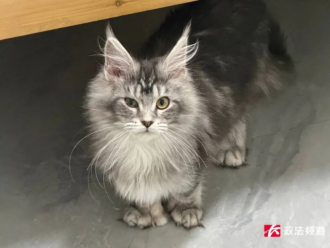 长沙一酒店客房竟成猫舍,有人投诉在此买到病猫…… 长沙一酒店客房竟成猫舍,有人投诉在此买到病猫……