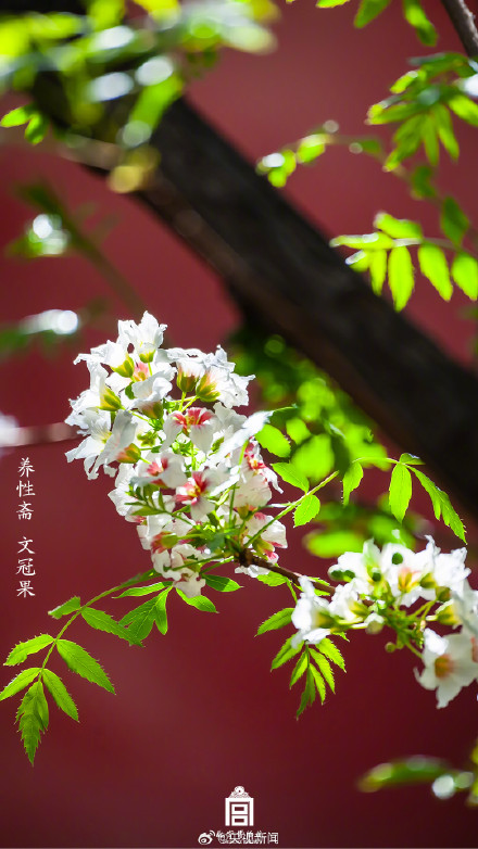 有一种美好叫故宫的花开了 有一种美好叫故宫的花开了