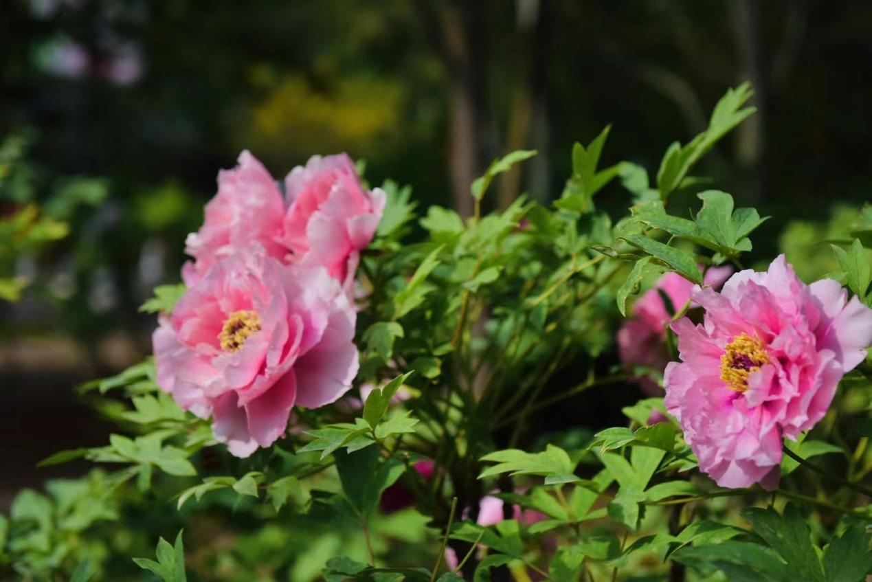 还等啥？快来陶然亭公园赏花吧！