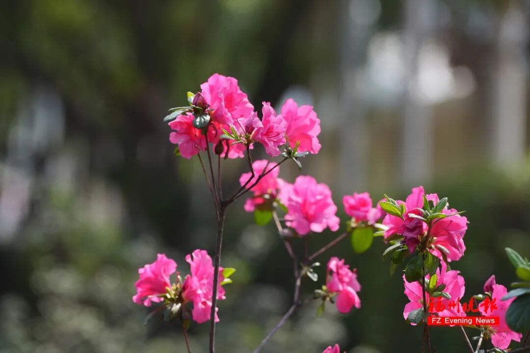 太美了!3万多株杜鹃!福州网红公园,要刷屏! 太美了!3万多株杜鹃!福州网红公园,要刷屏!