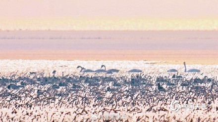 北归候鸟抵达北京官厅水库 北归候鸟抵达北京官厅水库