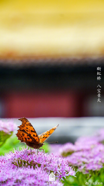 收藏了解！故宫里的小众花木也值得一看