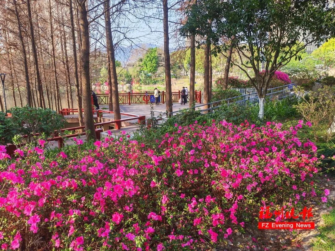 太美了!3万多株杜鹃!福州网红公园,要刷屏! 太美了!3万多株杜鹃!福州网红公园,要刷屏!