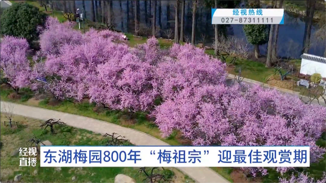 武汉东湖梅园800年“梅祖宗”,迎最佳观赏期! 武汉东湖梅园800年“梅祖宗”,迎最佳观赏期!
