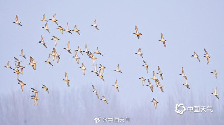 北归候鸟抵达北京官厅水库 北归候鸟抵达北京官厅水库
