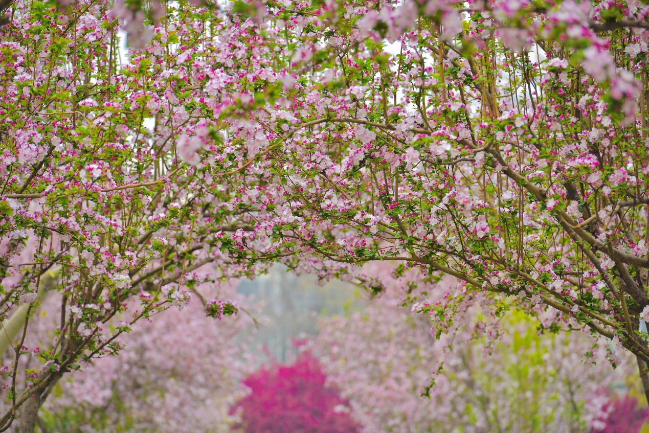 还等啥？快来陶然亭公园赏花吧！