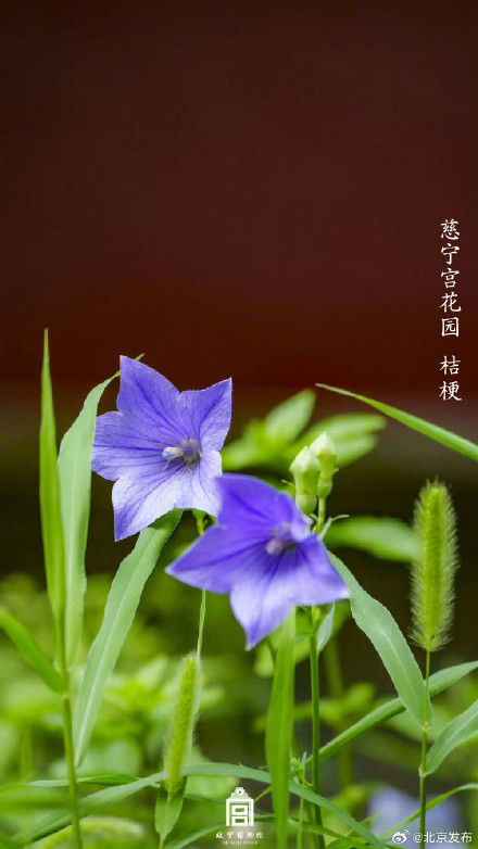 收藏了解！故宫里的小众花木也值得一看