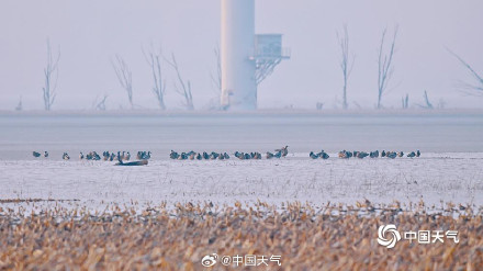 北归候鸟抵达北京官厅水库 北归候鸟抵达北京官厅水库