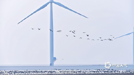 北归候鸟抵达北京官厅水库 北归候鸟抵达北京官厅水库