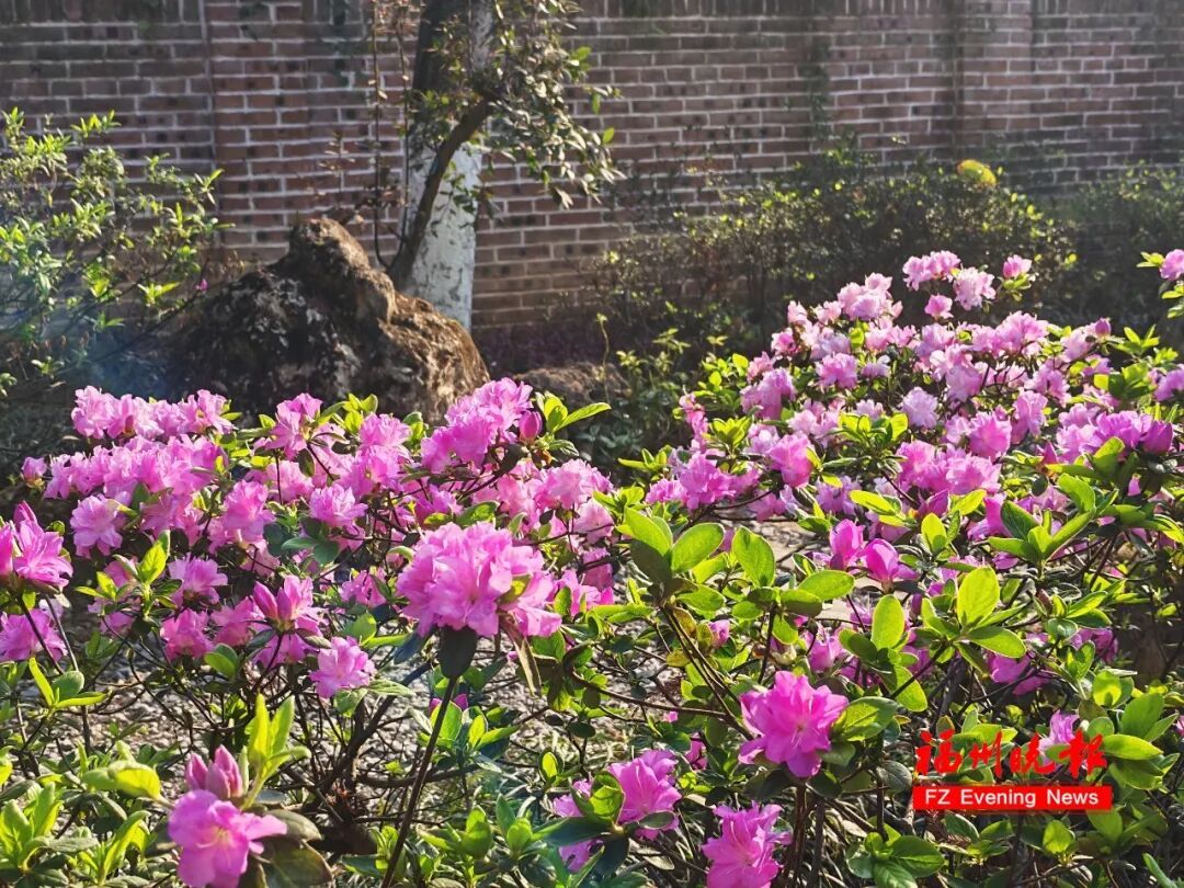 太美了!3万多株杜鹃!福州网红公园,要刷屏! 太美了!3万多株杜鹃!福州网红公园,要刷屏!