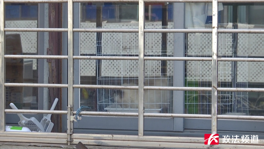 长沙一酒店客房竟成猫舍,有人投诉在此买到病猫…… 长沙一酒店客房竟成猫舍,有人投诉在此买到病猫……