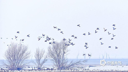 北归候鸟抵达北京官厅水库 北归候鸟抵达北京官厅水库