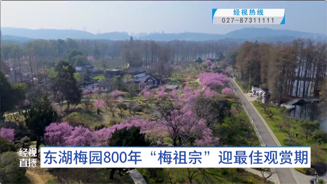 武汉东湖梅园800年“梅祖宗”,迎最佳观赏期! 武汉东湖梅园800年“梅祖宗”,迎最佳观赏期!
