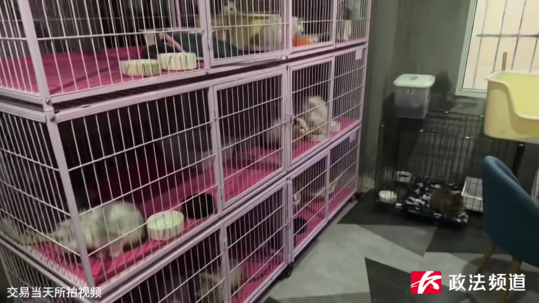 长沙一酒店客房竟成猫舍,有人投诉在此买到病猫…… 长沙一酒店客房竟成猫舍,有人投诉在此买到病猫……