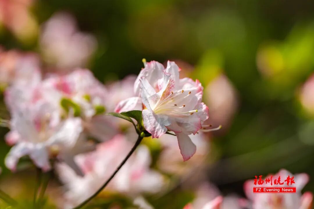 太美了!3万多株杜鹃!福州网红公园,要刷屏! 太美了!3万多株杜鹃!福州网红公园,要刷屏!