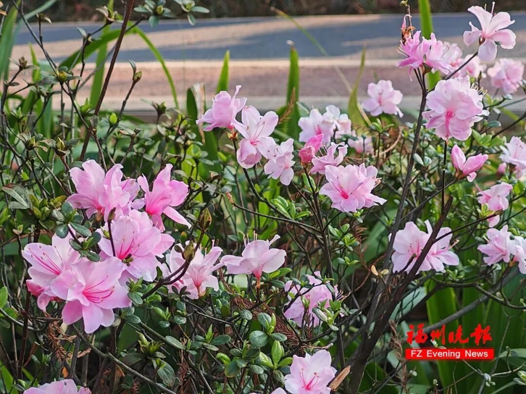 太美了!3万多株杜鹃!福州网红公园,要刷屏! 太美了!3万多株杜鹃!福州网红公园,要刷屏!