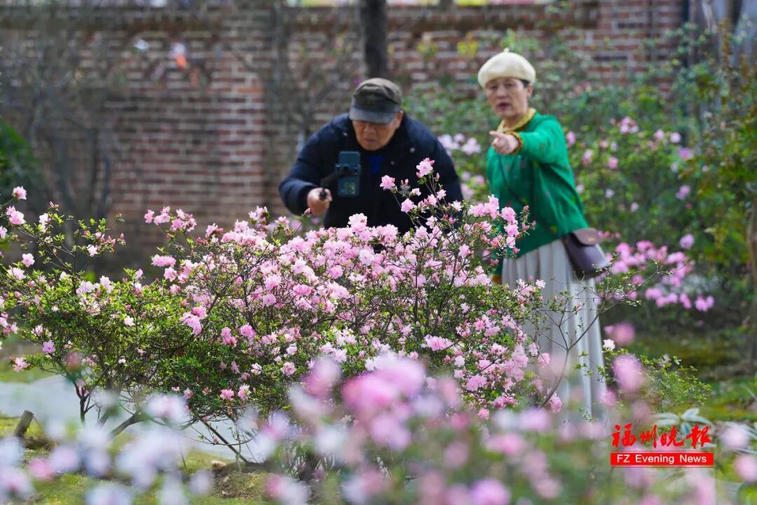 太美了!3万多株杜鹃!福州网红公园,要刷屏! 太美了!3万多株杜鹃!福州网红公园,要刷屏!