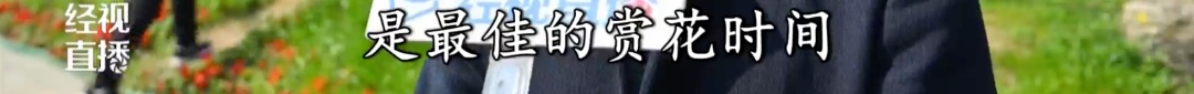武汉东湖梅园800年“梅祖宗”,迎最佳观赏期! 武汉东湖梅园800年“梅祖宗”,迎最佳观赏期!
