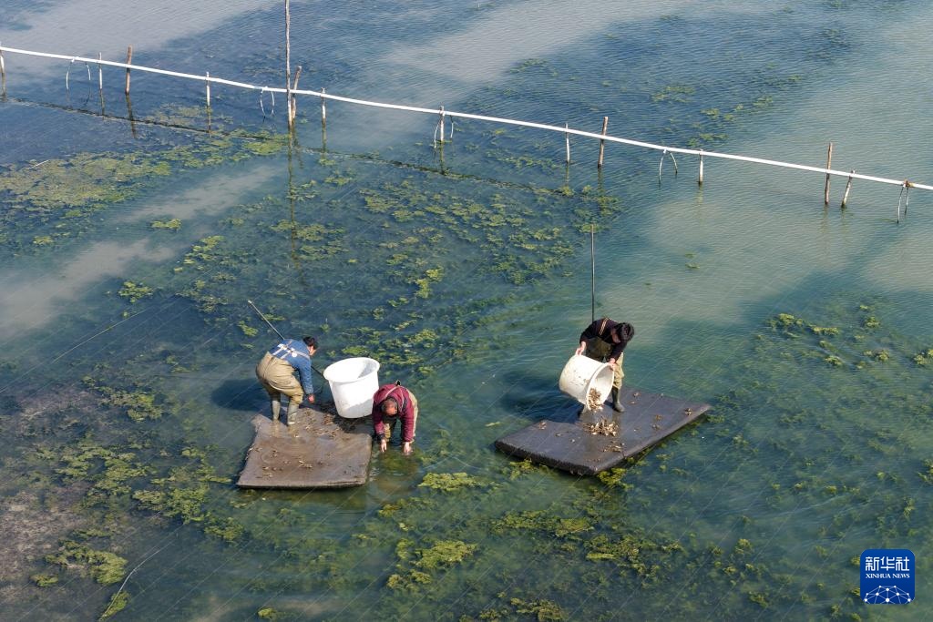 “90后”新农人的水上春耕季 “90后”新农人的水上春耕季