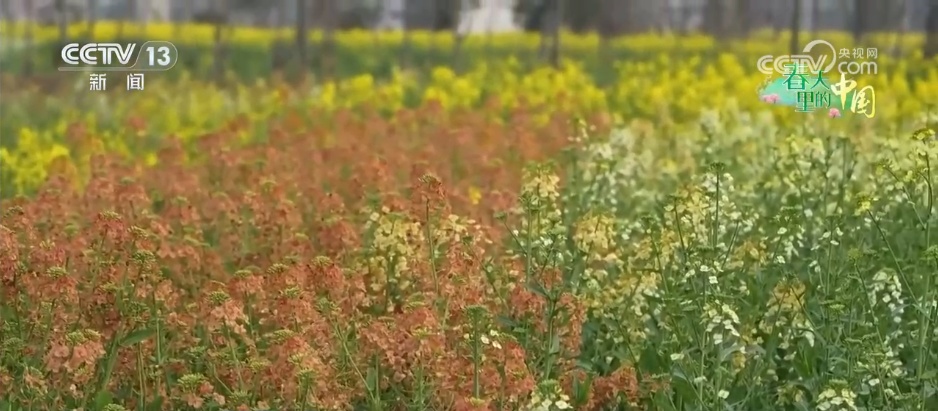 稻油轮作让“冬闲田”变“增收田” 金色花海扮靓乡村振兴“致富路” 稻油轮作让“冬闲田”变“增收田” 金色花海扮靓乡村振兴“致富路”