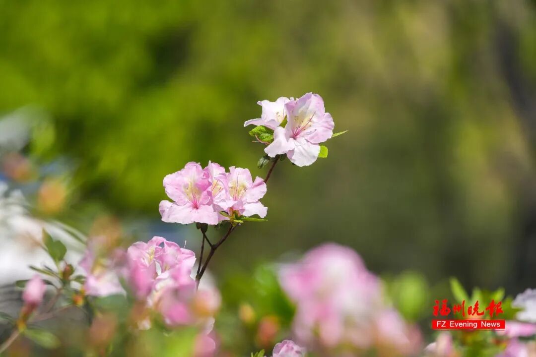 太美了!3万多株杜鹃!福州网红公园,要刷屏! 太美了!3万多株杜鹃!福州网红公园,要刷屏!