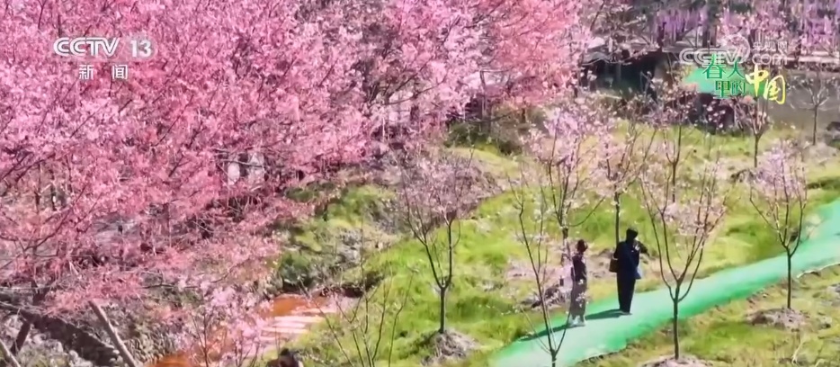 各地春花盛放催热“赏花经济” 以花为媒激活农文旅消费“一池春水” 各地春花盛放催热“赏花经济” 以花为媒激活农文旅消费“一池春水”