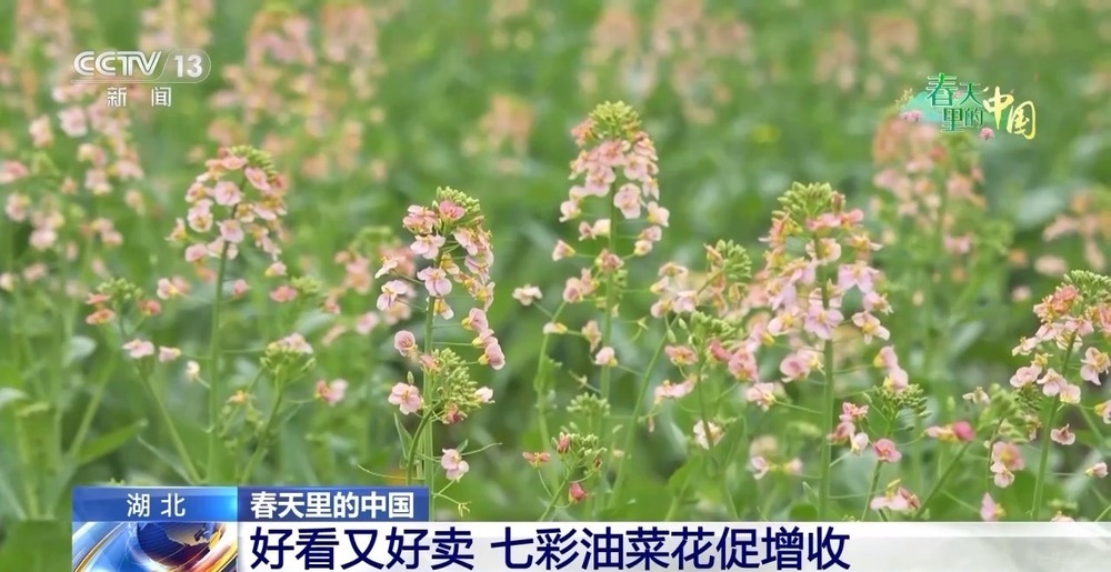 各地春日赏花有哪些好去处?请看这份赏花攻略 各地春日赏花有哪些好去处?请看这份赏花攻略