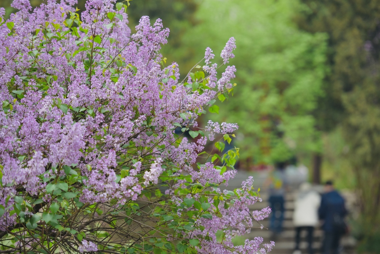 还等啥？快来陶然亭公园赏花吧！