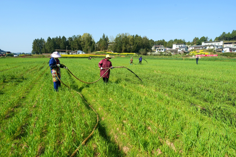 四川通江:“废液”变“甘露” 浇出产业振兴路 四川通江:“废液”变“甘露” 浇出产业振兴路