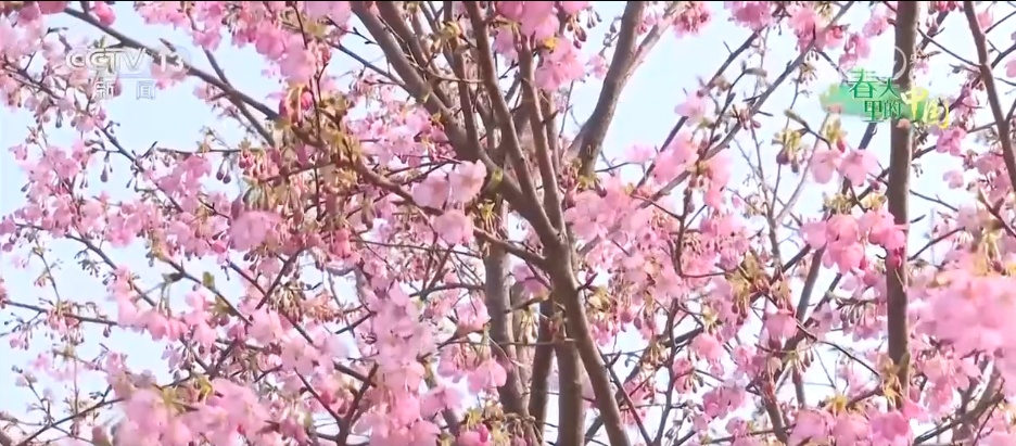 各地春花盛放催热“赏花经济” 以花为媒激活农文旅消费“一池春水” 各地春花盛放催热“赏花经济” 以花为媒激活农文旅消费“一池春水”