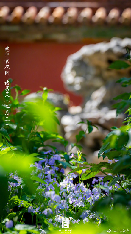 收藏了解！故宫里的小众花木也值得一看