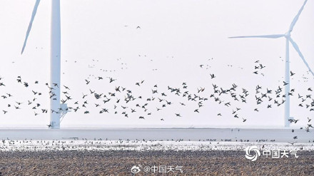 北归候鸟抵达北京官厅水库 北归候鸟抵达北京官厅水库