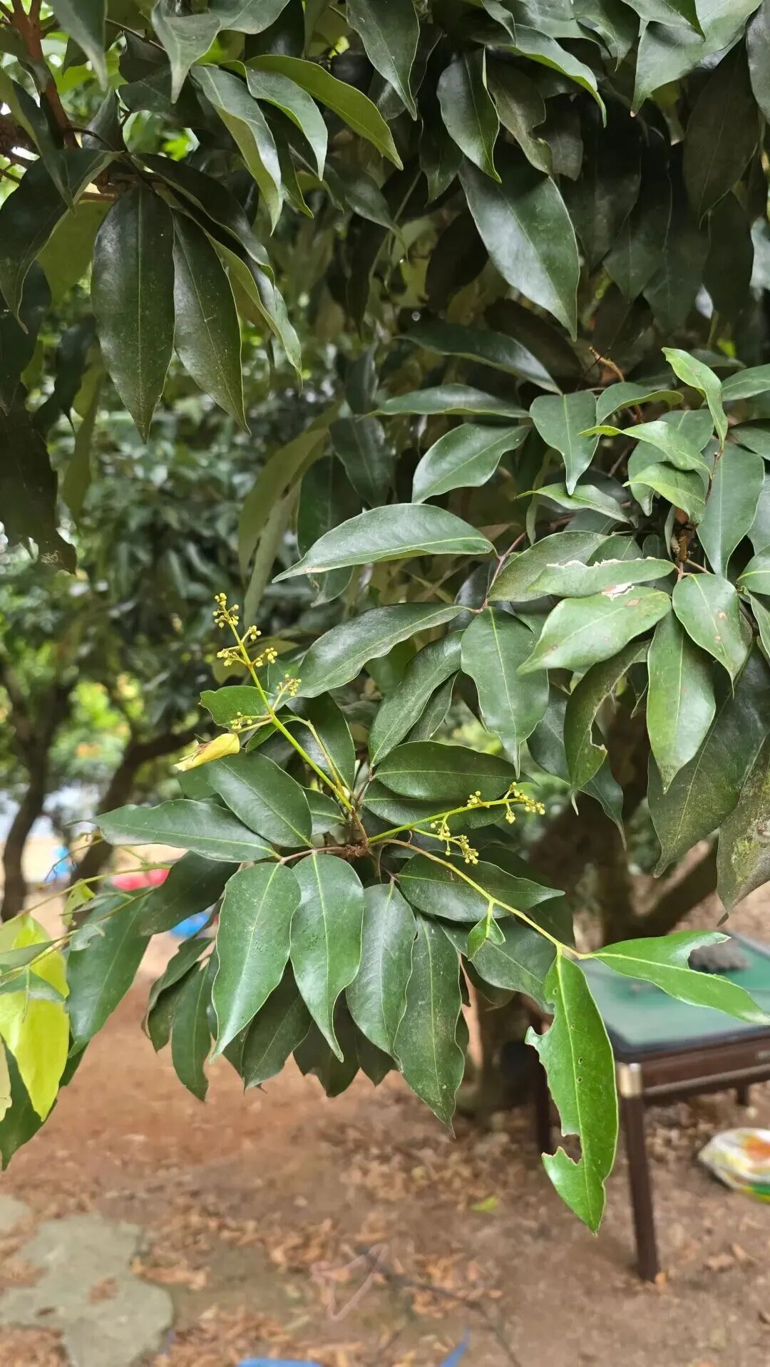 “今年荔枝或大减产”!桂味、糯米糍可能面临绝收…… “今年荔枝或大减产”!桂味、糯米糍可能面临绝收……