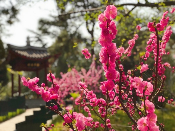 还等啥？快来陶然亭公园赏花吧！