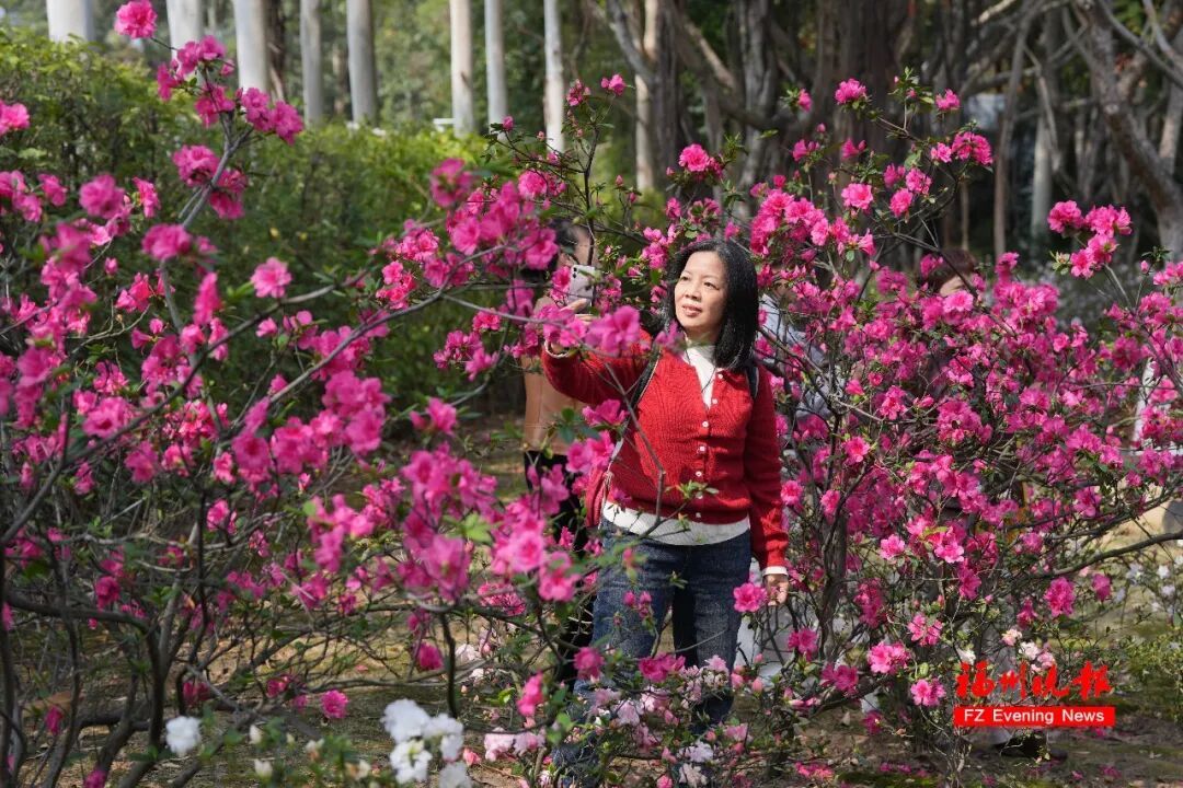太美了!3万多株杜鹃!福州网红公园,要刷屏! 太美了!3万多株杜鹃!福州网红公园,要刷屏!