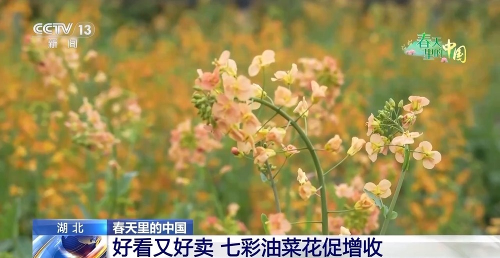 各地春日赏花有哪些好去处?请看这份赏花攻略 各地春日赏花有哪些好去处?请看这份赏花攻略